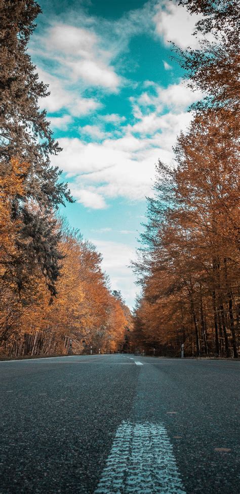 1440x2960 Alone Road Forest Autumn Golden Trees Ultra 4k Samsung Galaxy ...