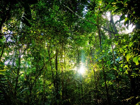 Forest Recovery in the Amazon Is a Slow Process - Eos