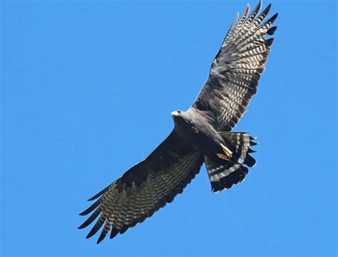 Florida Hawks: 7 Species of Hawks in Florida (Updated 2023)