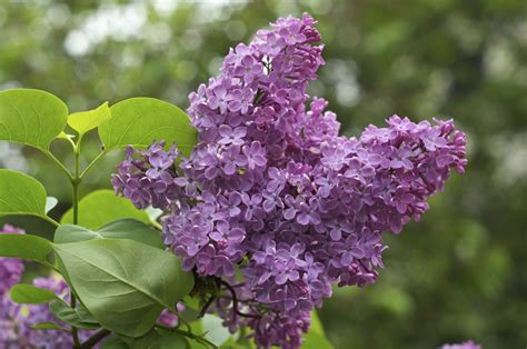 Tips For Growing Lilac Bushes