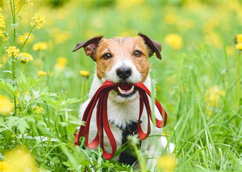 5 types of pet allergies and how to treat them