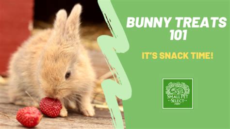 Bunny Treats 101: The BEST Healthy Treats & Snacks for Rabbits | Small Pet Select Blogs | Small ...