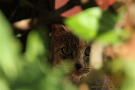 Hidden Cat by deahlateM on DeviantArt