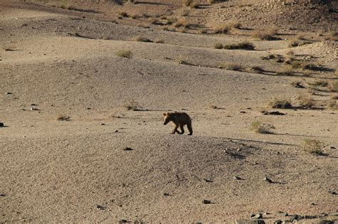 WILDLIFE OF MONGOLIA