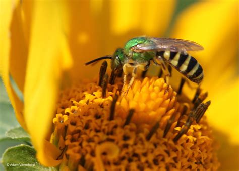 Survey of soybean insect pollinators: community identification and sampling method analysis ...