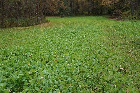 Food Plot Review 2014 - Eagle Soybeans - by DeerBuilder.com