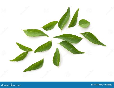 Curry Leaves on a White Background Stock Image - Image of leaf, fresh: 196169475