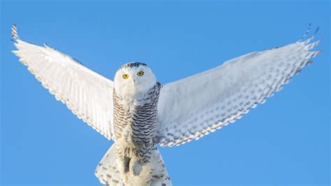 White Owl With Open Wings In Blue Sky Background HD Owl Wallpapers | HD Wallpapers | ID #47585