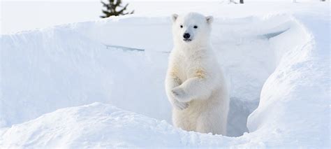 Ten Fascinating Facts about Polar Bears - Oceana Canada