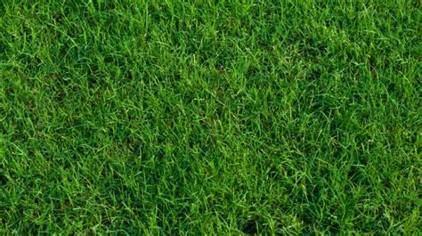 Bermuda Grass sod - GRIP ELEMENTS