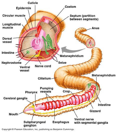 What Are The Parts Of The Earthworm's Digestive System at Linda Alley blog