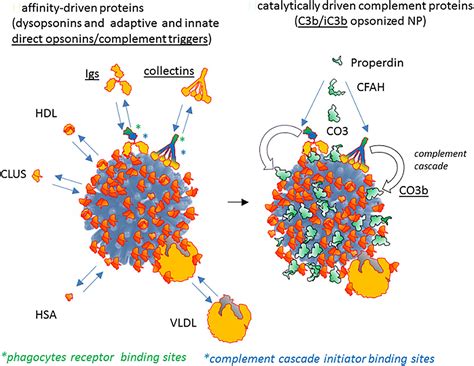 Frontiers | Opsonins and Dysopsonins of Nanoparticles: Facts, Concepts ...