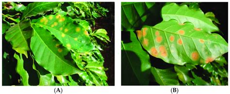 Coffee leaf rust symptoms and signs: (A) Chlorotic spots are visible on... | Download Scientific ...