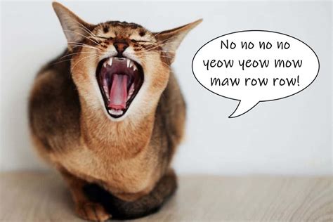 Why Do Cats Make Weird Noises At Night? – petsKB