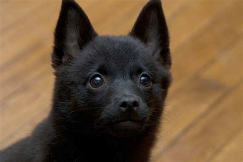 Schipperke Dog Breed Information