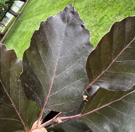 How to Identify the European Beech | WashU Arboretum | Washington ...