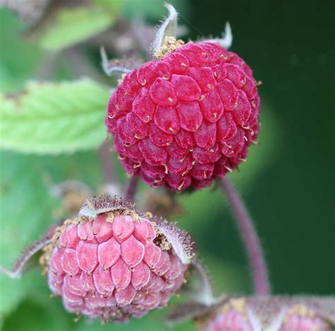 Rubus idaeus ssp. strigosus, American Red Raspberry at Toadshade ...