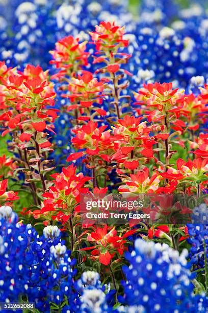 157 Bluebonnets And Indian Paintbrushes Stock Photos, High-Res Pictures ...