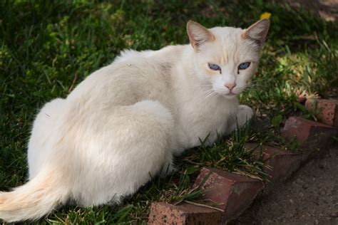 Flame Point Siamese Cats: Everything You Need to Know - That Cuddly Cat