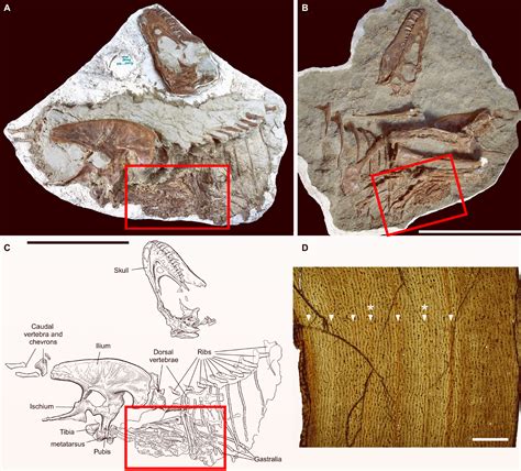 Fossilized Stomach Contents Reveal What Young Tyrannosaurs Ate | Sci.News