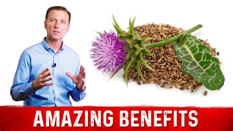 Benefits of Milk Thistle for the Liver | Healthy Keto™ Dr. Berg