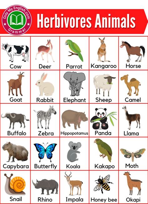 a poster with animals and their names on it's sides, including the words herbvores animals