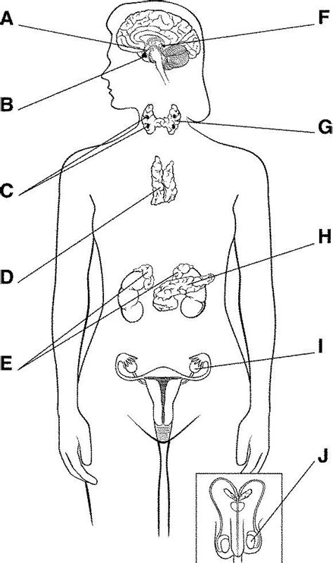 BIO endocrine system Diagram | Quizlet