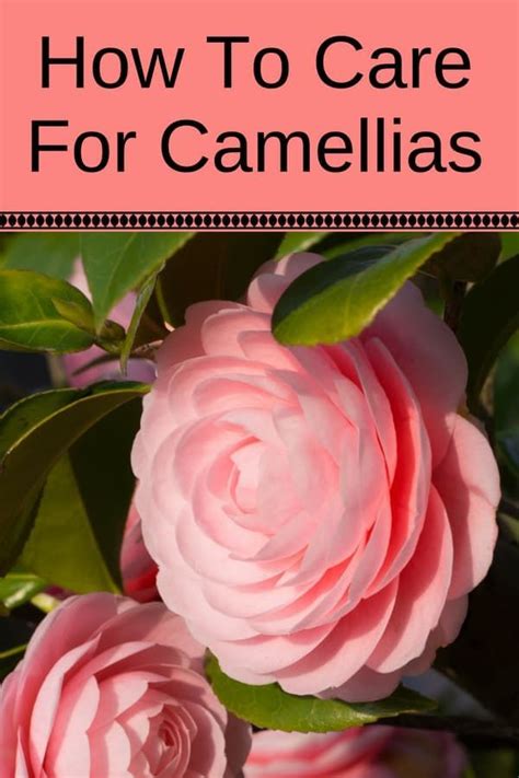 How To Care For Camellias (Camellia Japonica) & Lots Of Gorgeous Pictures | Camellia plant ...