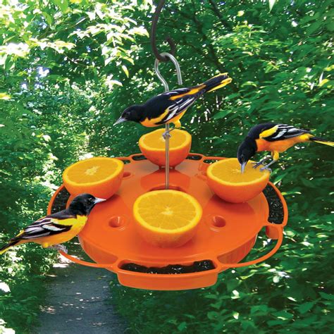 Diy Oriole Feeder - 15 Easy Plans For Your DIY Bird Feeders ...