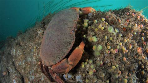 Plan to downgrade sustainability of Cornish brown crab - BBC News