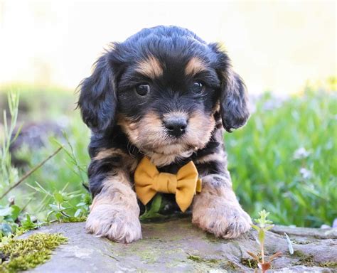 Cavachon Puppies - Cute & Sociable — Crockett Doodles