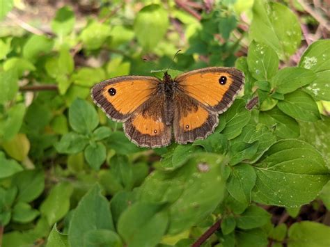 Gatekeeper Butterfly - THE STOREY GARDENS