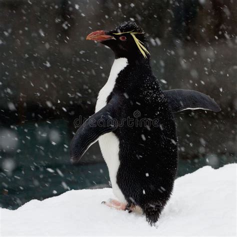 Close-up View of a Southern Rockhopper Penguin Perching on the Snow ...