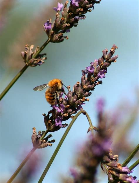 Honeybee on French Lavender Stock Photo - Image of flower, bees: 3044088