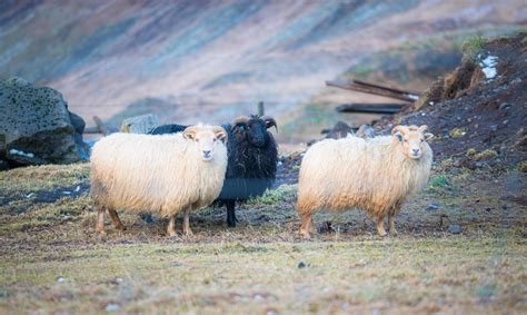 Group of Icelandic sheep in agriculture field of Iceland. Icelandic ...