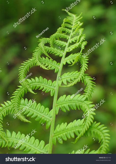 Mature Fern In New England Wetland During Mid Summer Stock Photo 92110 : Shutterstock