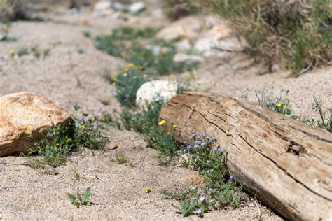 Anza-Borrego Desert State Park – MK Library