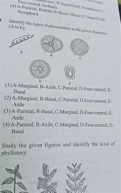 Identify the types of placentation in the given diagrams (A to E). A E..