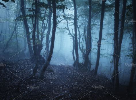 Mysterious dark old forest in fog | High-Quality Nature Stock Photos ~ Creative Market