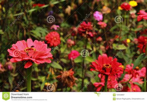 Pink Decorative Garden Flowers and Buds in the Bryant Park, Kodaikanal. Stock Image - Image of ...