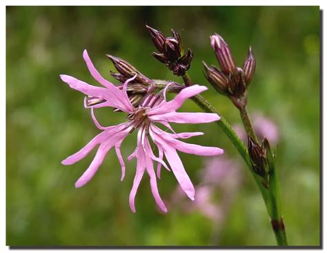 Ragged Robin | Ragged-Robin, flowers in early summer from Ma… | Flickr