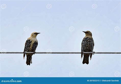 Two Starlings Sit on Electric Wires Stock Image - Image of flocks, flight: 287032315