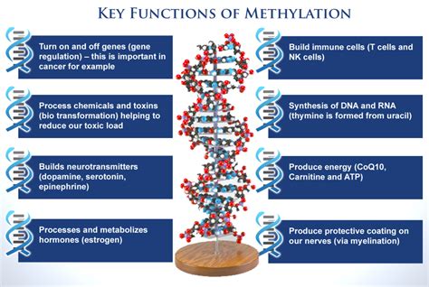 What is the MTHFR Gene Mutation and Its Role in Health?