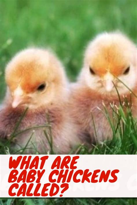 What Are Baby Chickens Called?#baby #called #chickens | Baby chickens, Baby chickens breeds, Pet ...