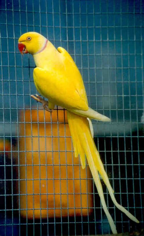 Indian Ringneck Parakeet - Birds.com