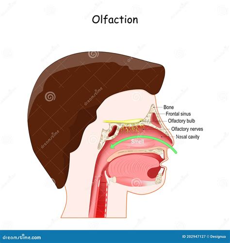 Cross Section of Head with Nasal Cavity, and Olfactory Bulb Stock Vector - Illustration of ...