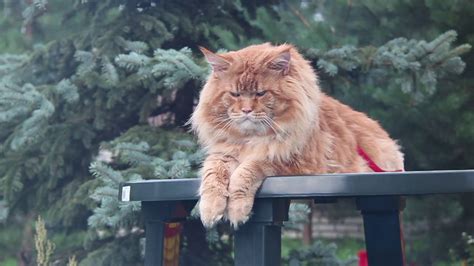 The largest maine coon (25 photos): the largest cat in the world, a record of an adult domestic ...