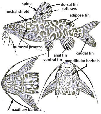 ScotCat Help Files: Catfish Anatomy