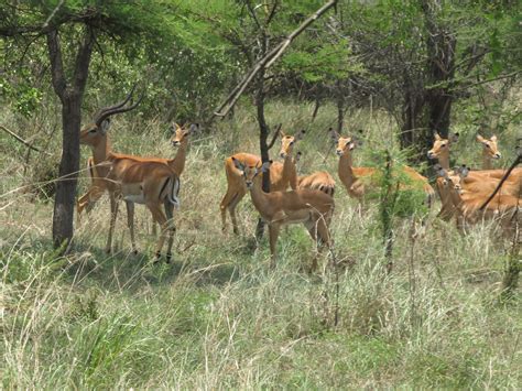 Crafty Salutations: More Rwandan Wildlife