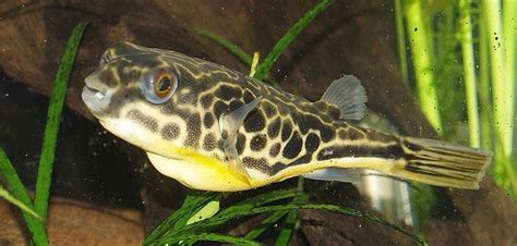 Giant Puffer Brackish Water Fish, एक्वेरियम की फिश in Thane West, Thane , Javed Fisheries | ID ...